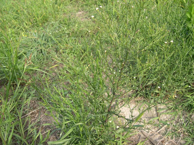 Symphyotrichum squamatum